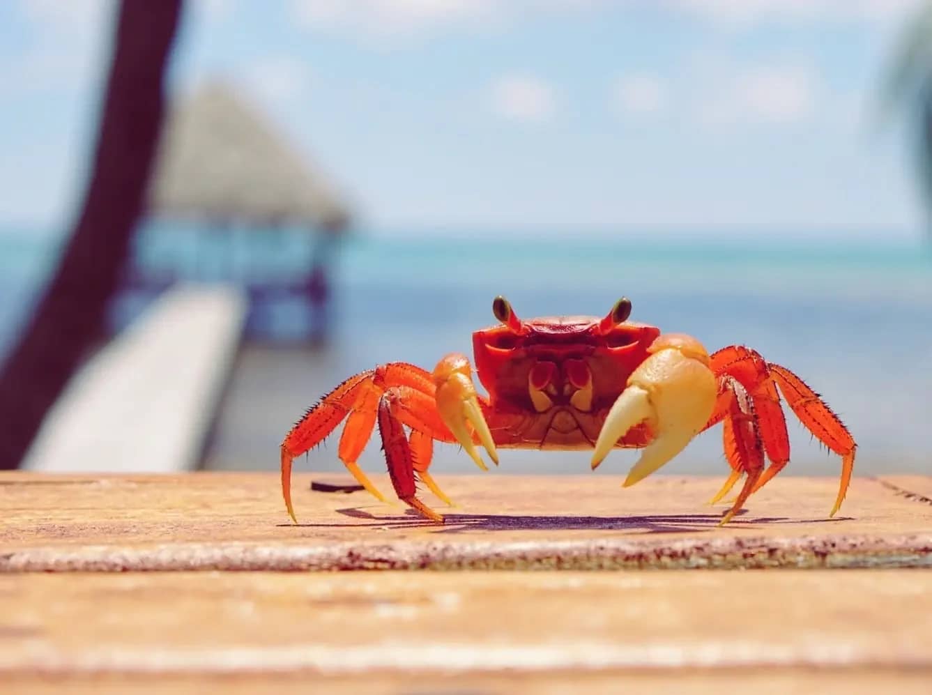 Abundant Sea Life