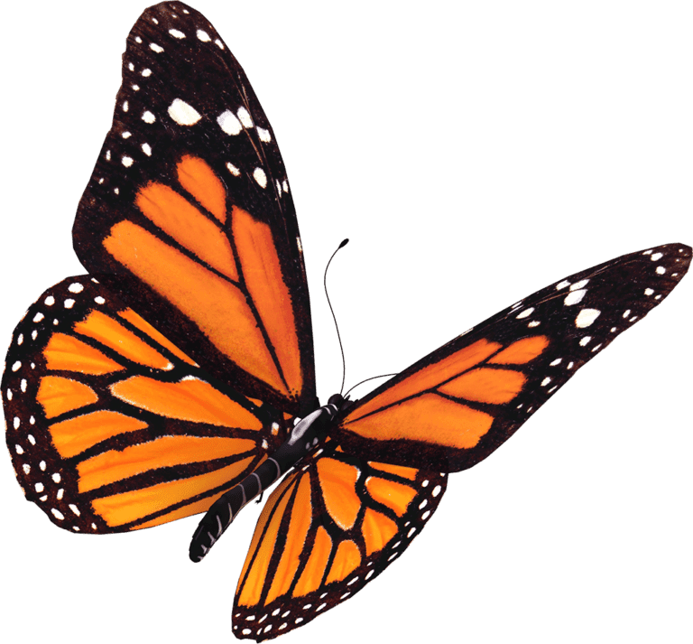 Butterfly House