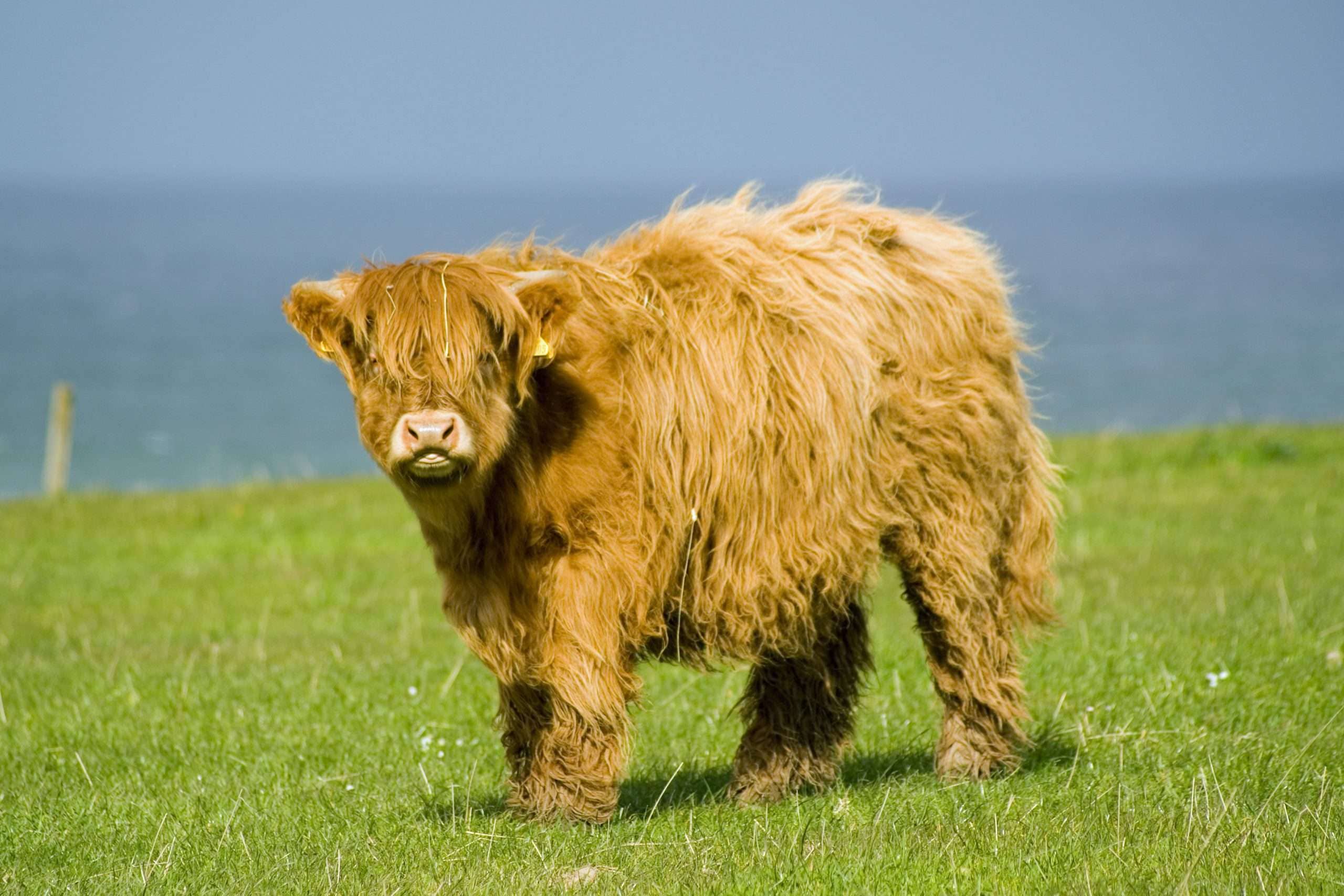 Highland Cows
