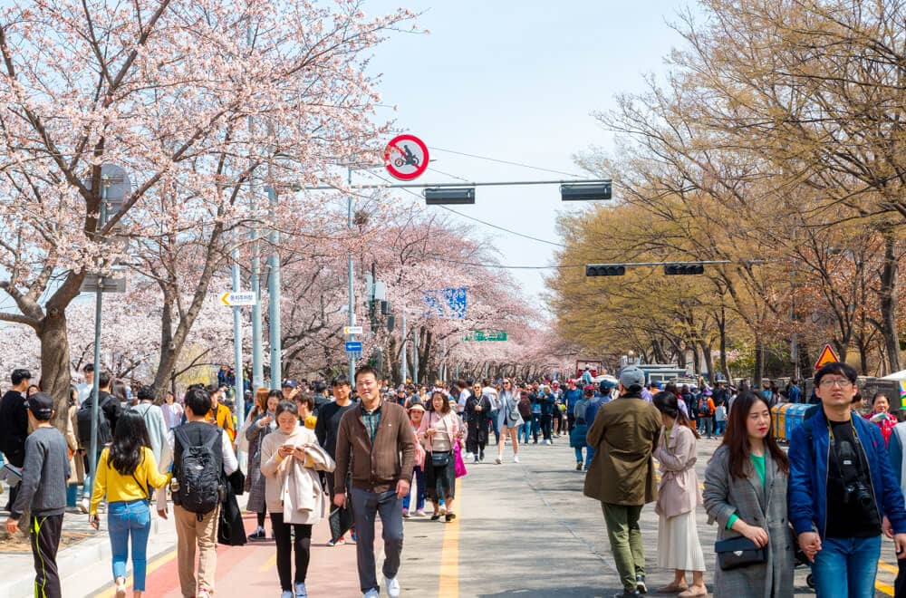 Cherry Blossom Spectacle