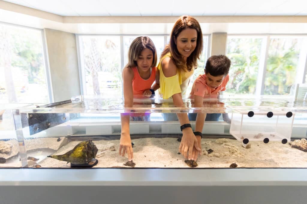 Interactive Touch Tanks