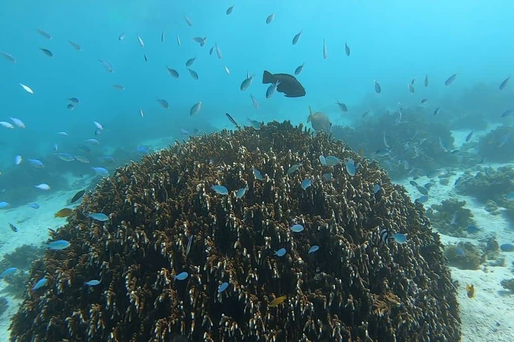 Turquoise Bay's Drift