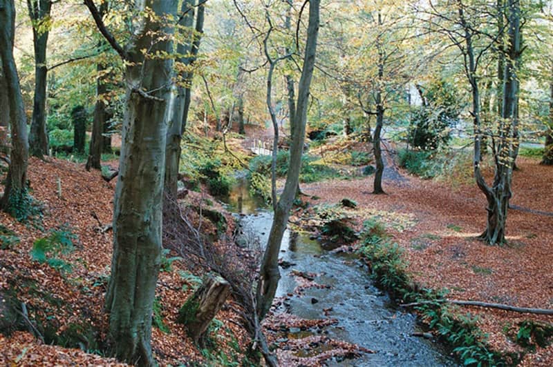 Woodland Trails