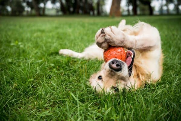 Off-Leash Dog Play Area