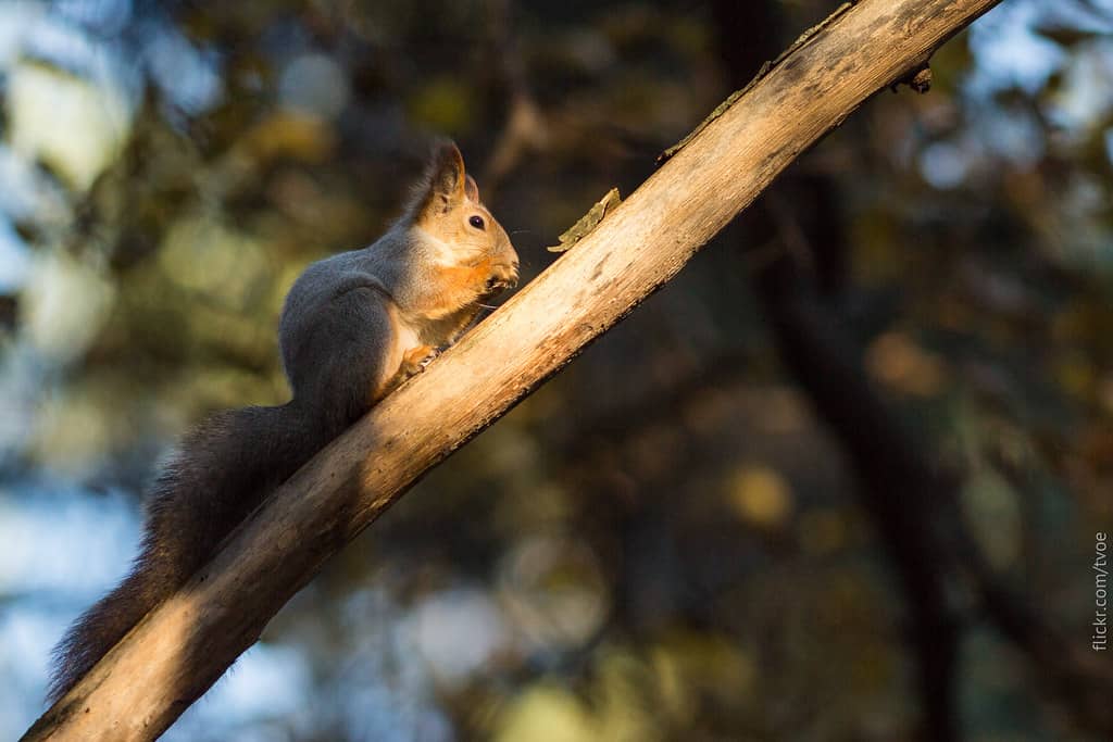 Nature Trails & Wildlife