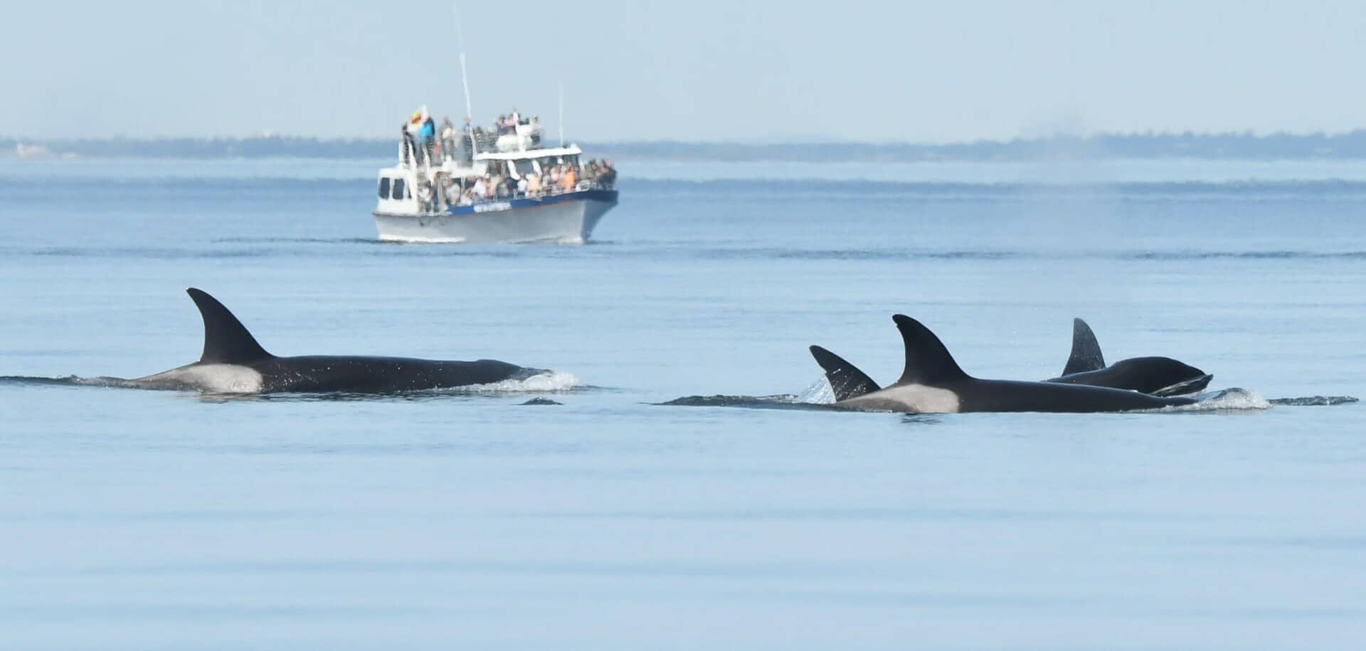 Potential Orca Sightings