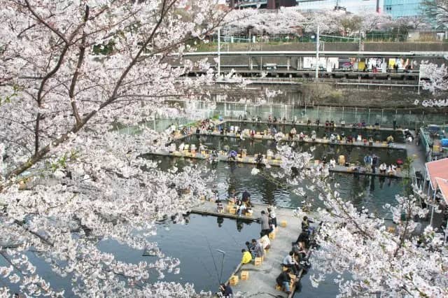 Springtime Blossom Views
