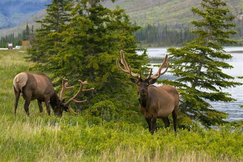 Wildlife Encounters