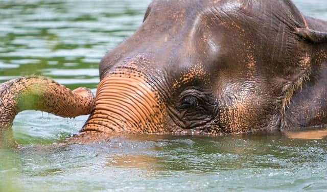 Observe Elephant Bathing & Play