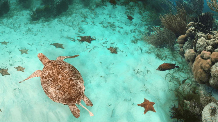 Abundant Marine Life