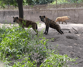 Hyena Enclosures