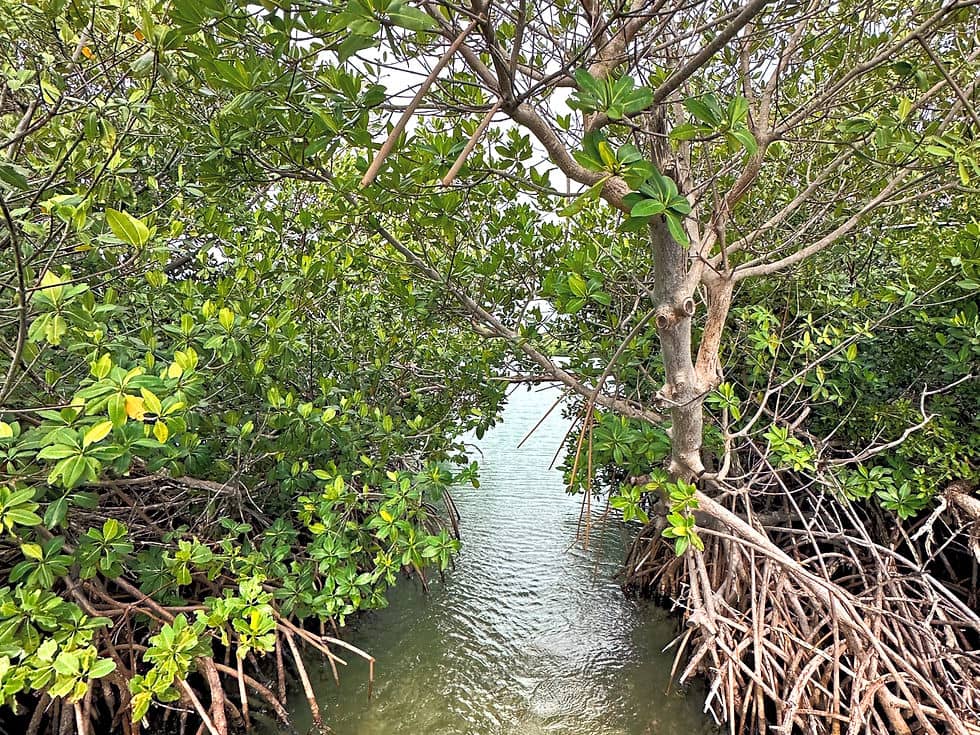 Abundant Wildlife