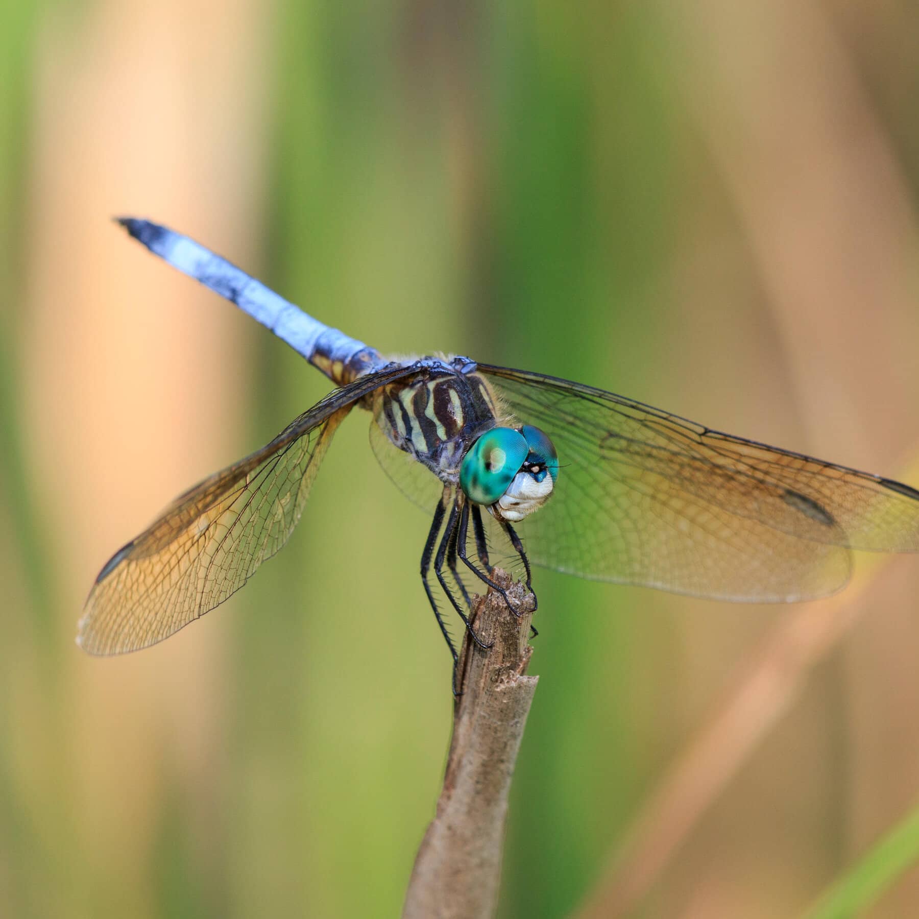 Dragonfly Haven