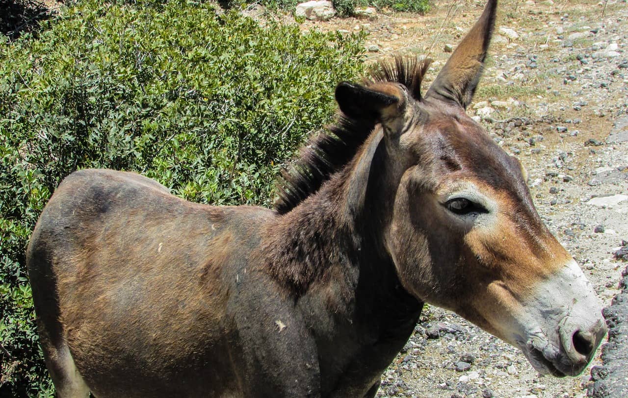 Wild Donkeys