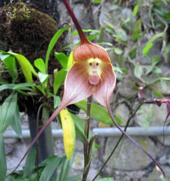 Endangered Orchid Showcase