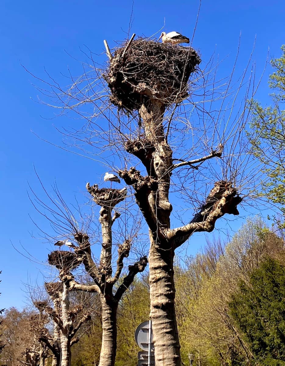 Birdwatching Nests
