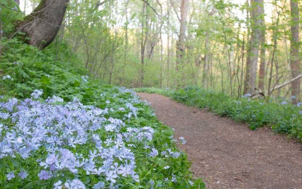 Shenks Ferry Wildflower Preserve