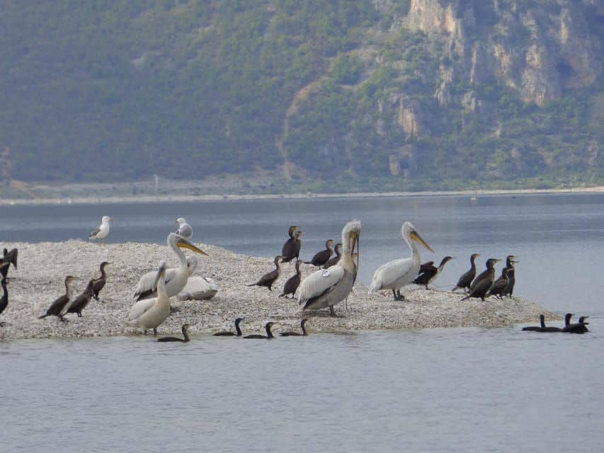 Abundant Wildlife