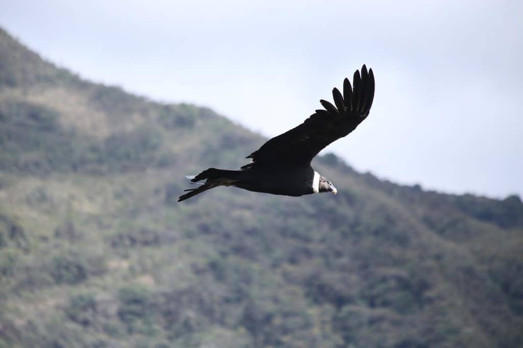Andean Condor Flight