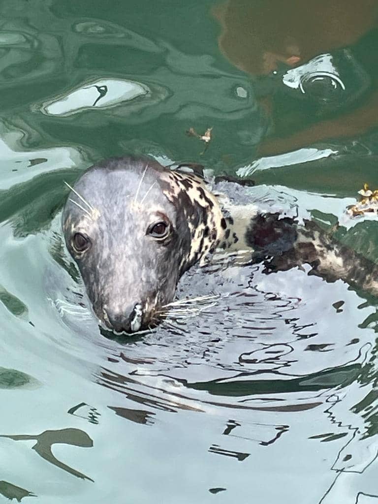Seal Spotting Adventures