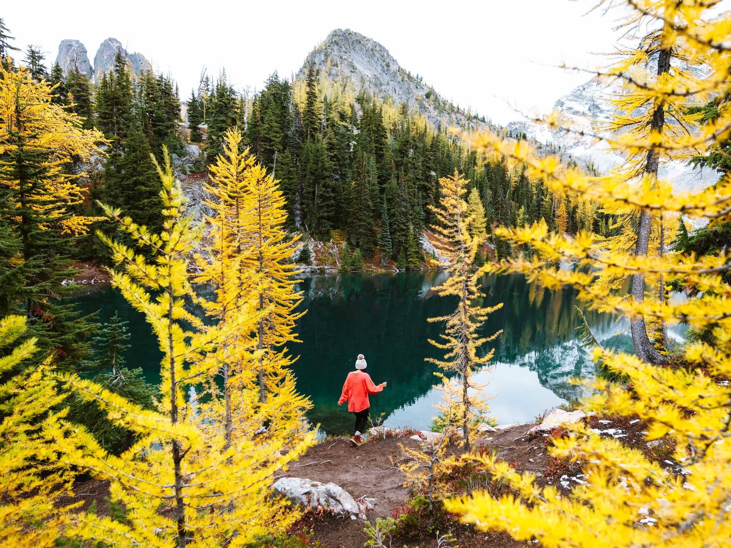 Golden Larch Trees