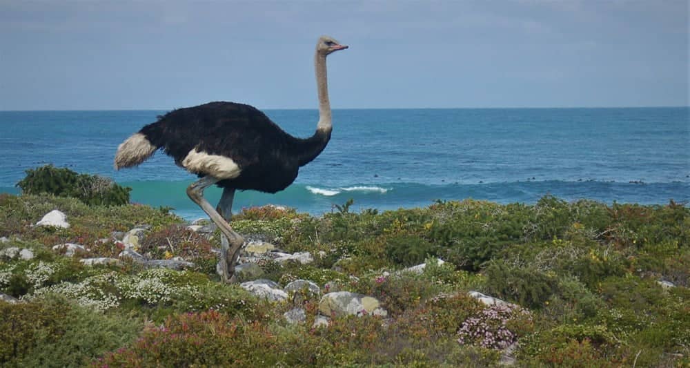 Wildlife Encounters