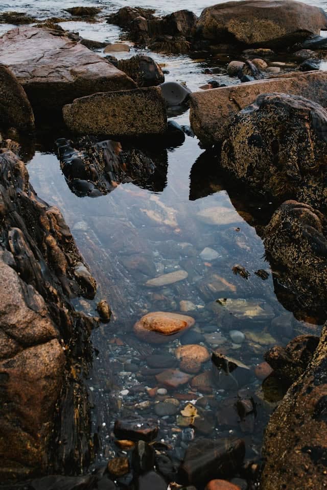 Tide Pools & Wildlife