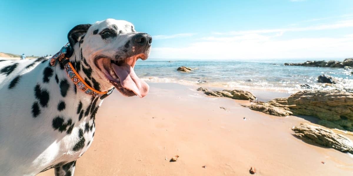 Dog-Friendly Atmosphere