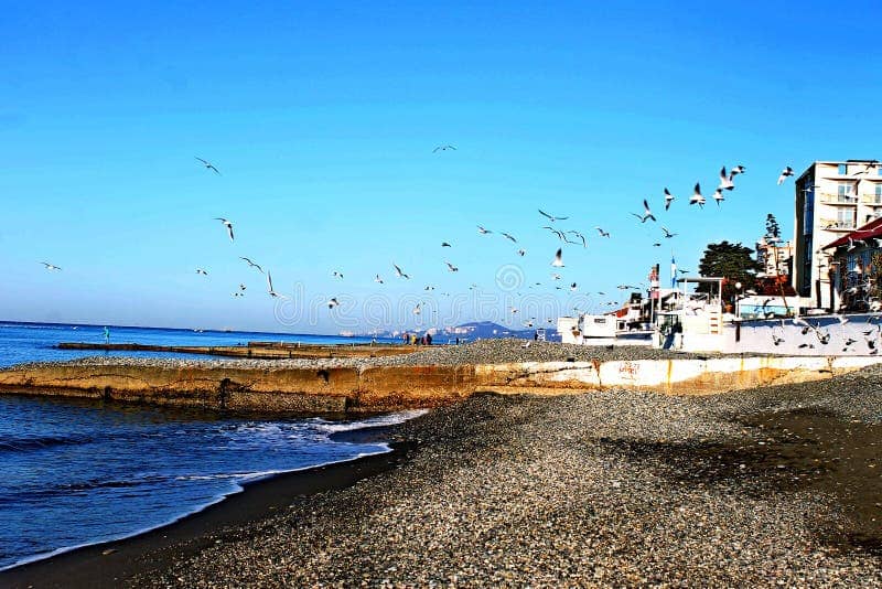 Seagull Encounters