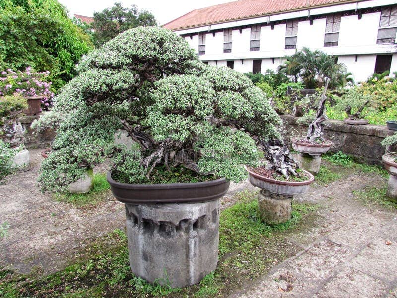 Tranquil Bonsai Gardens
