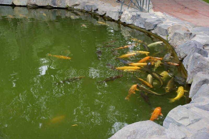 Tranquil Lagoons and Koi