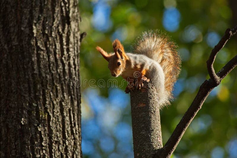 Friendly Squirrels