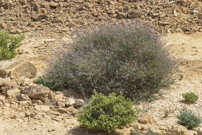 Desert Flora and Fauna