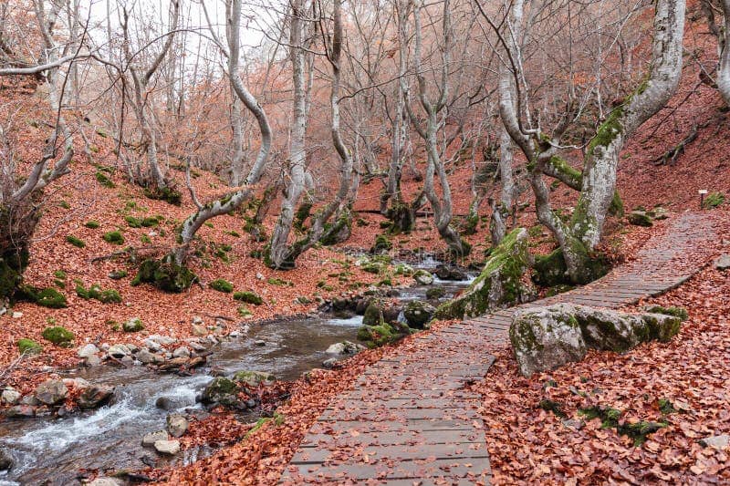Enchanting River Path
