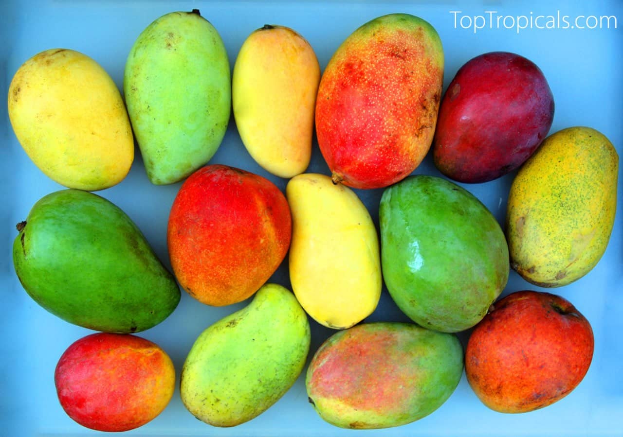 Mango Varieties