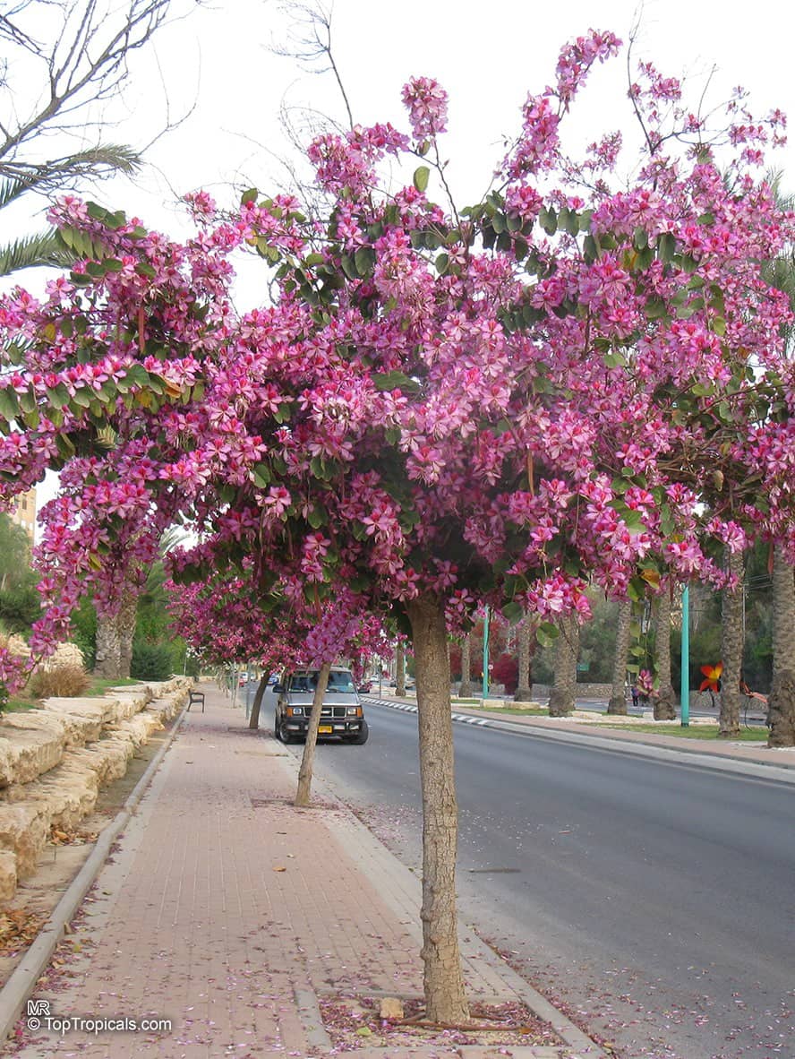 Street Life and Activity