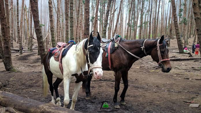 Horse Riding Adventure
