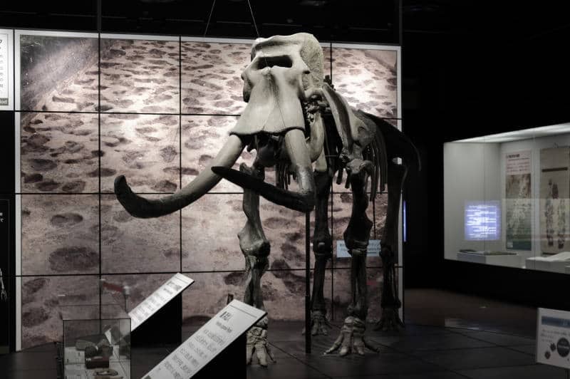 Naumann's Elephant Teeth