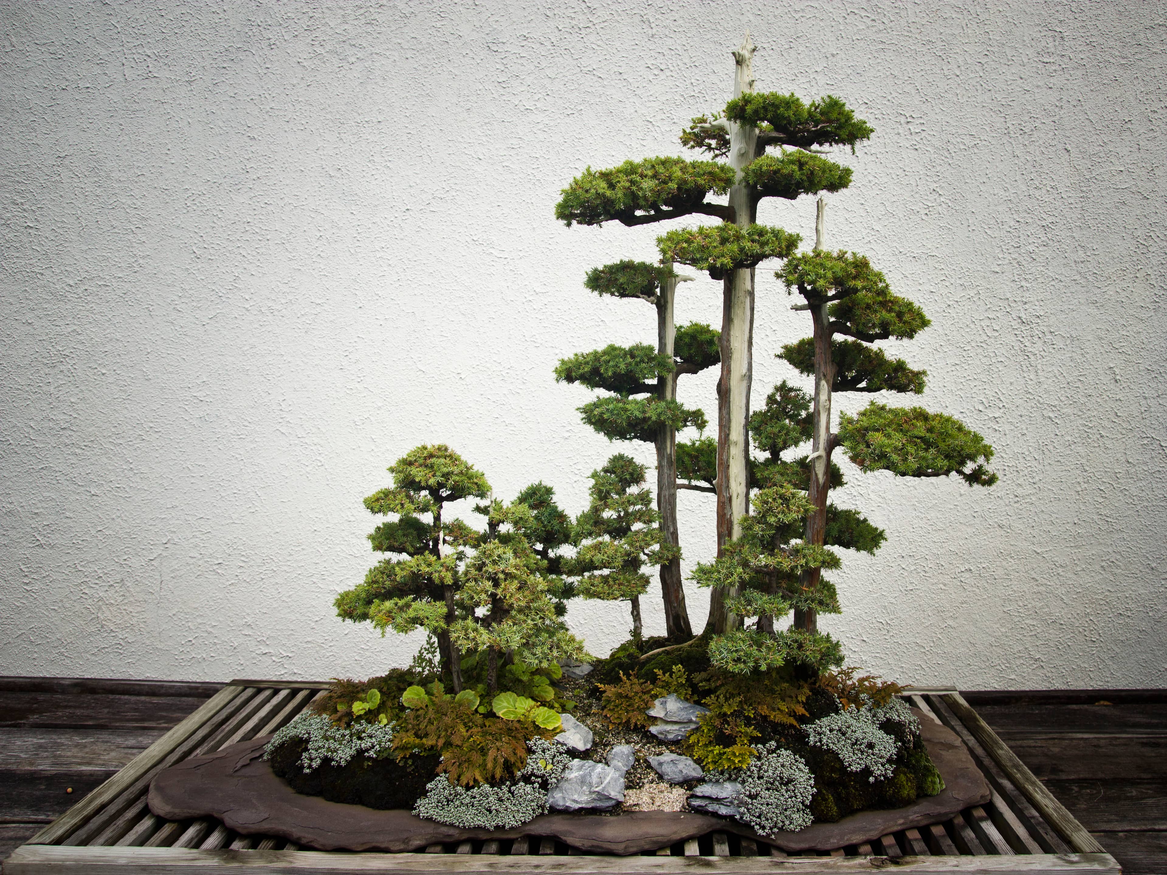 National Bonsai & Penjing Museum