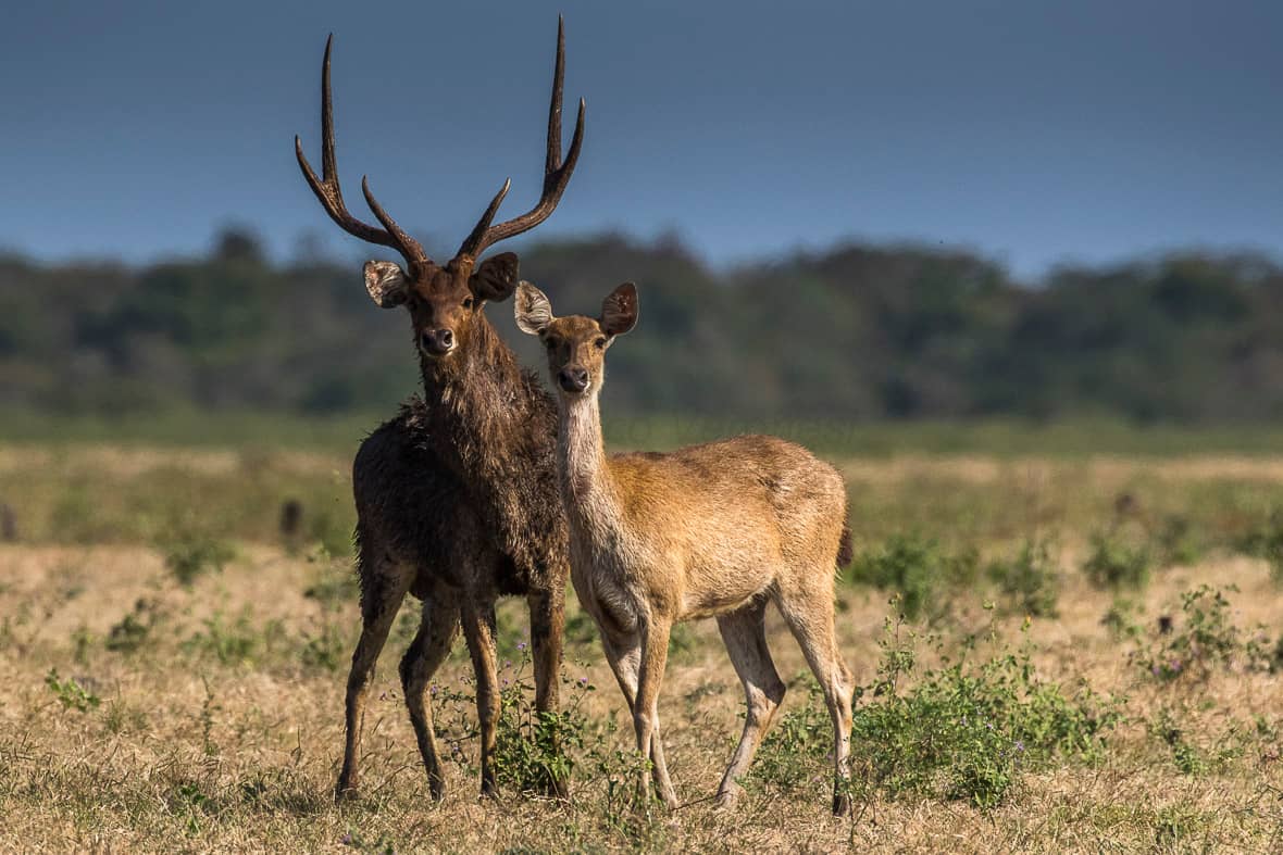 Javan Rusa Deer Spotting