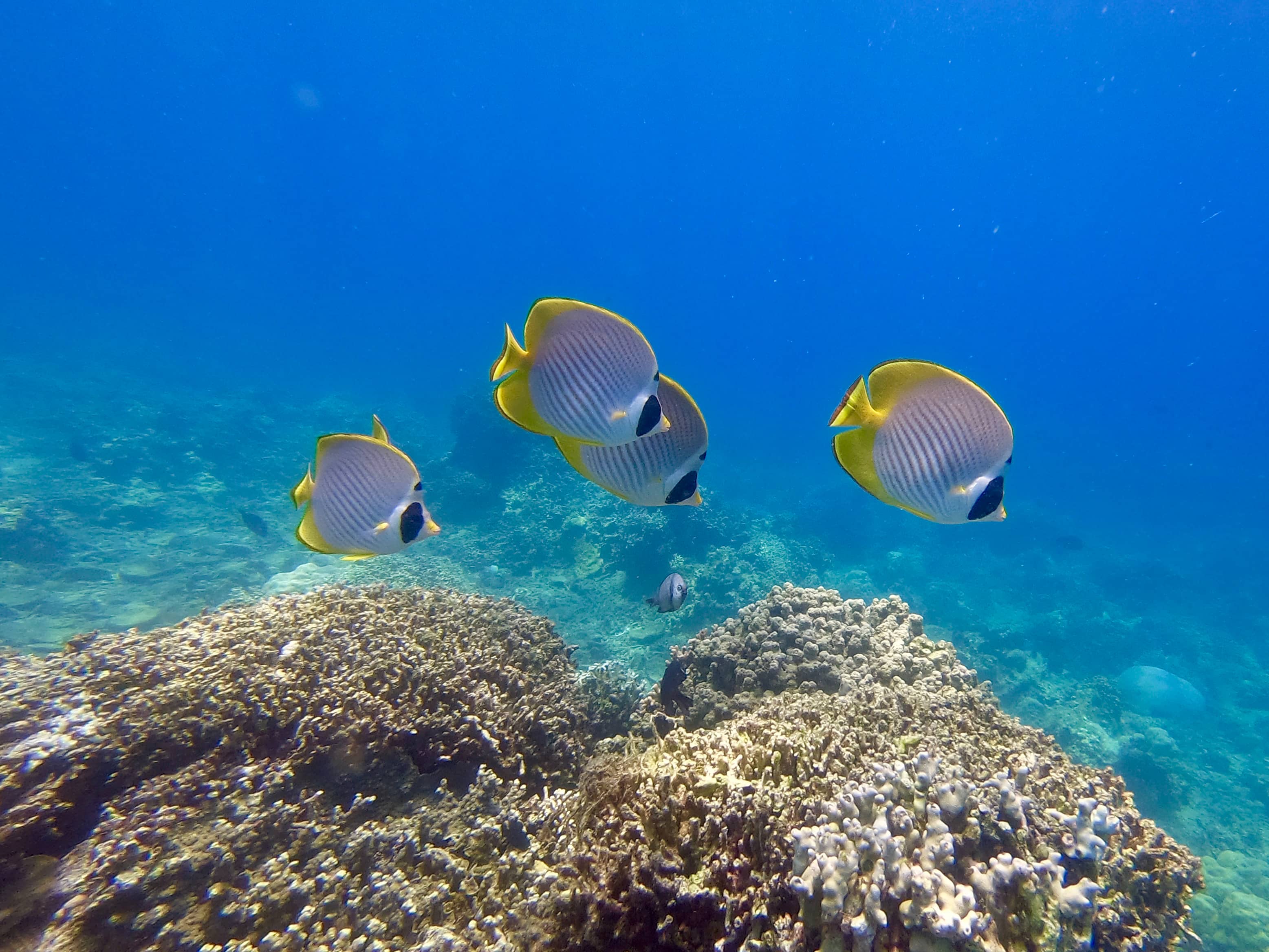 Local Marine Life