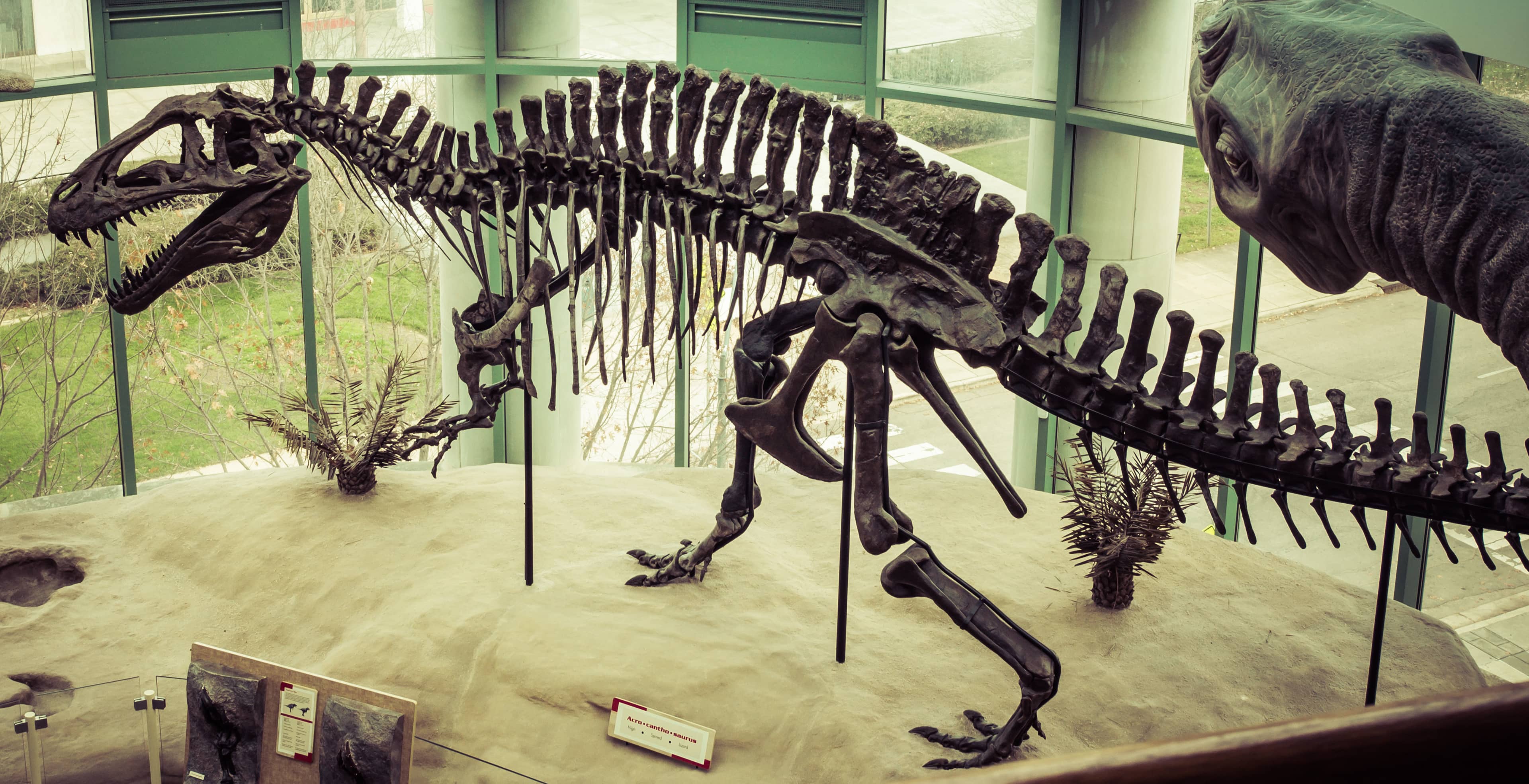 Natural History