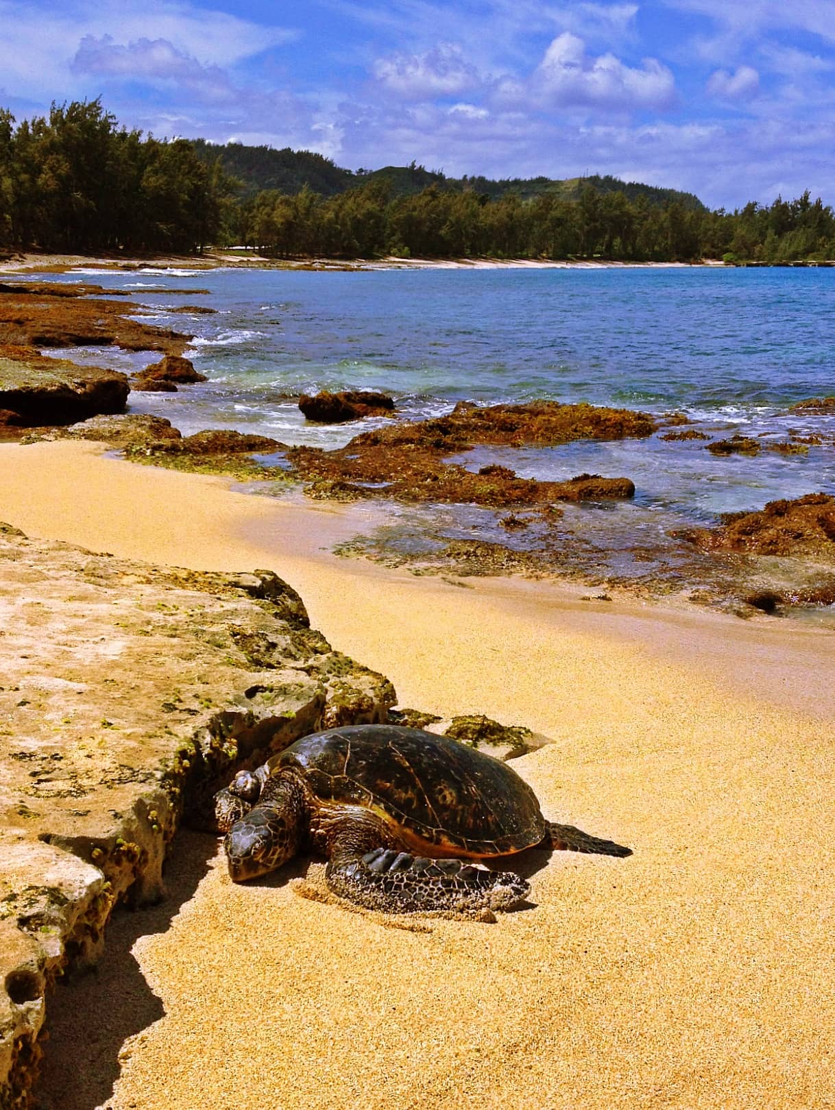 Sea Turtle Sightings