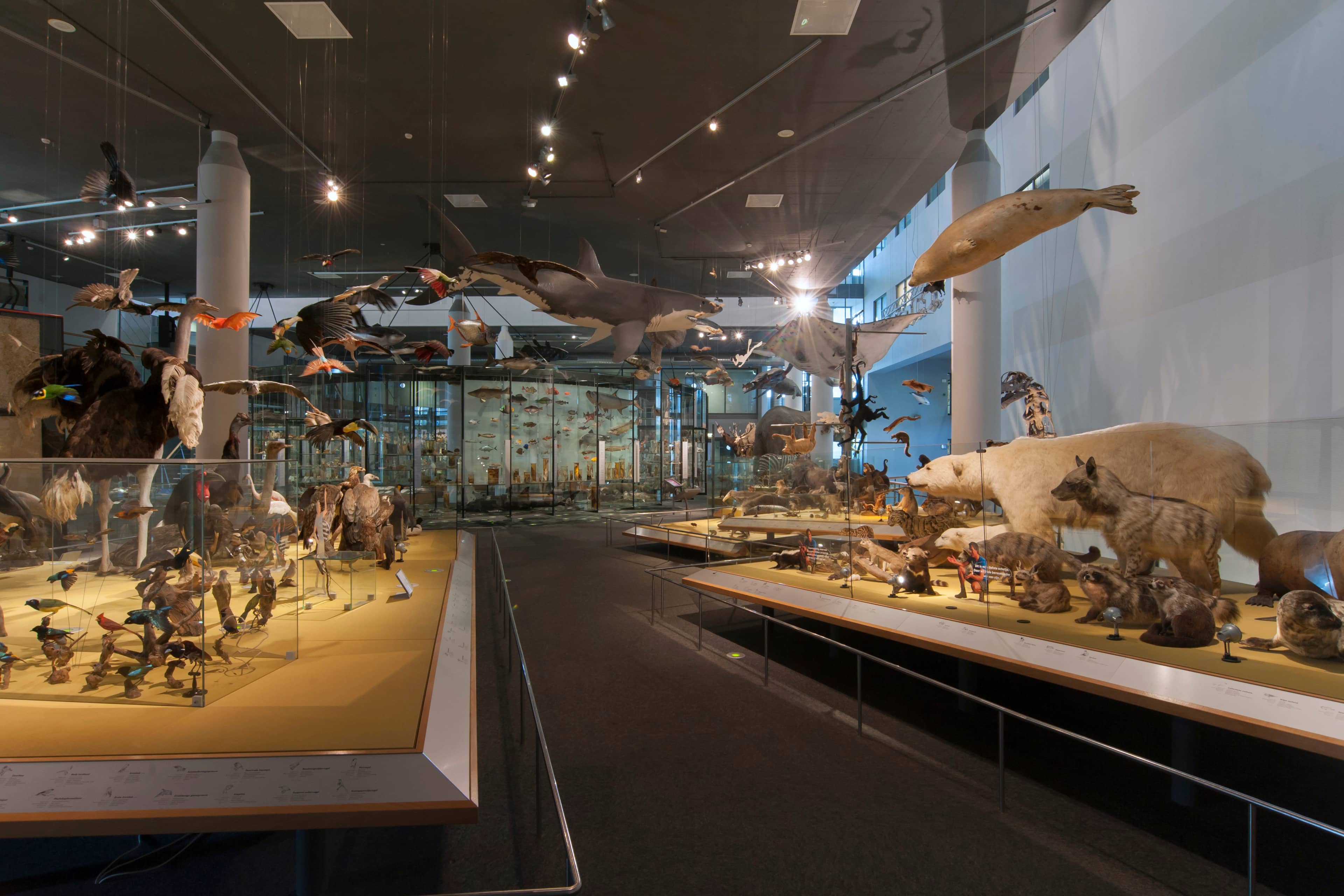 Biodiversity Lego Displays
