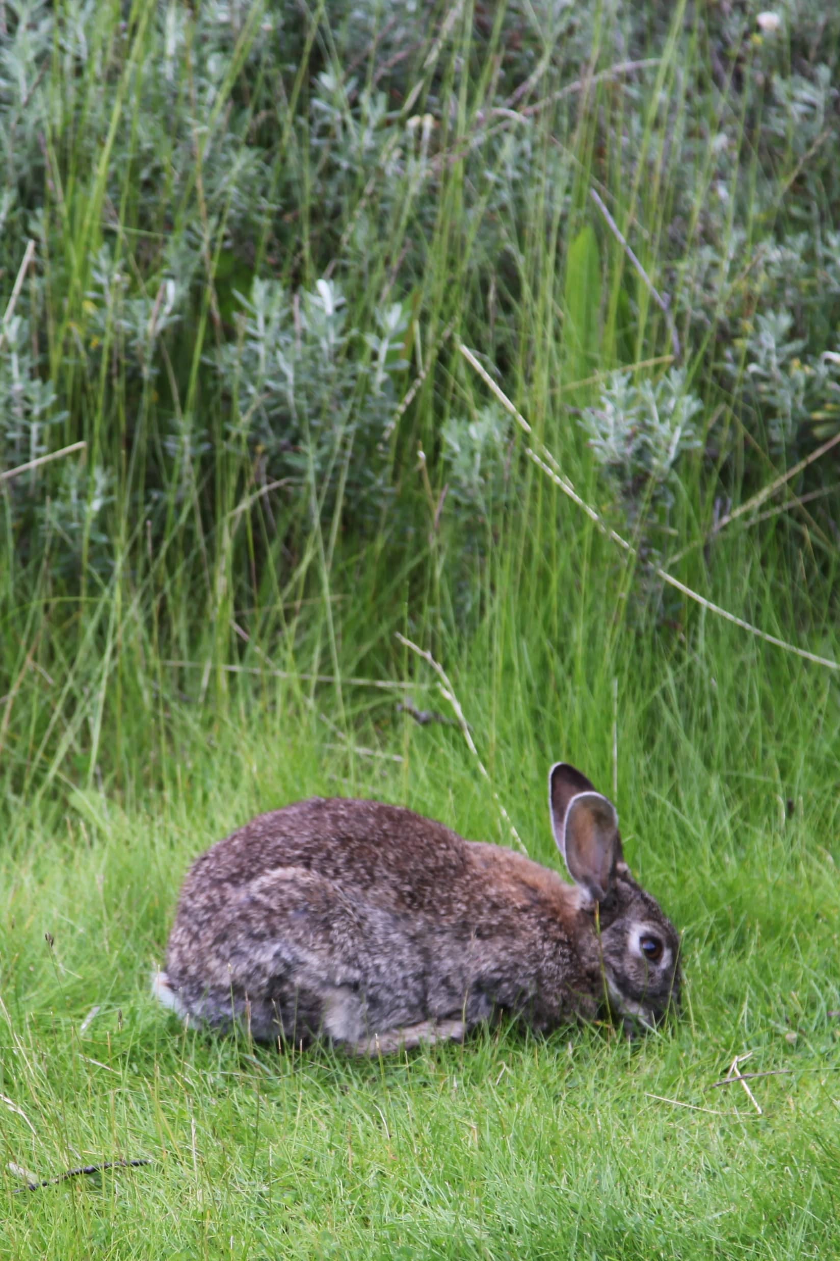 Wildlife Spotting