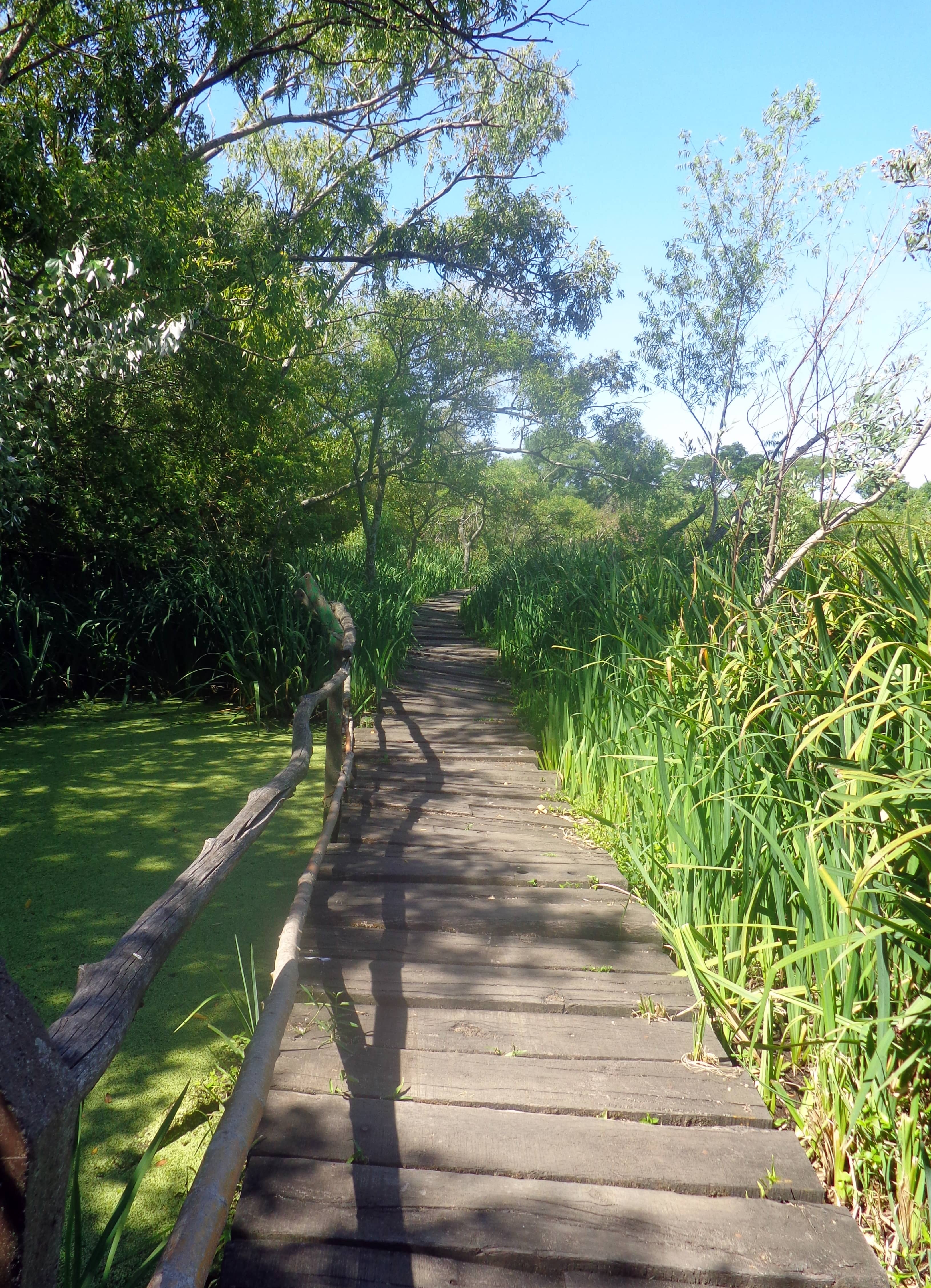 Peaceful Natural Ambiance