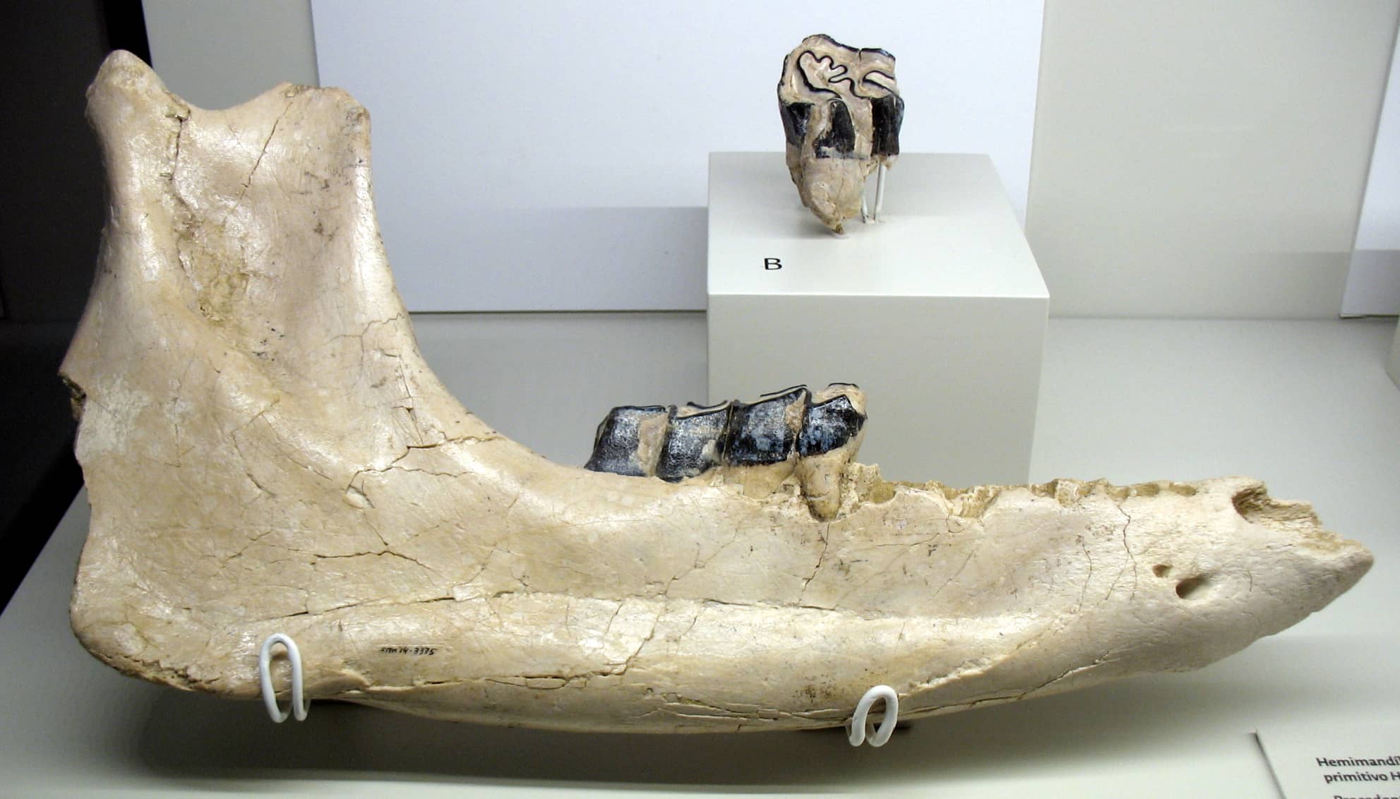 Mammoth Mandible
