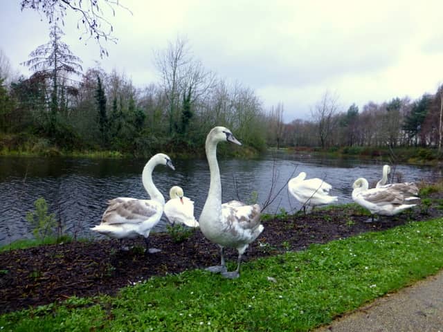 Lakeside Serenity
