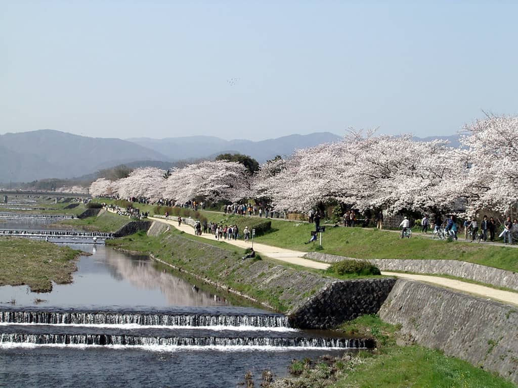 Kamo River Banks