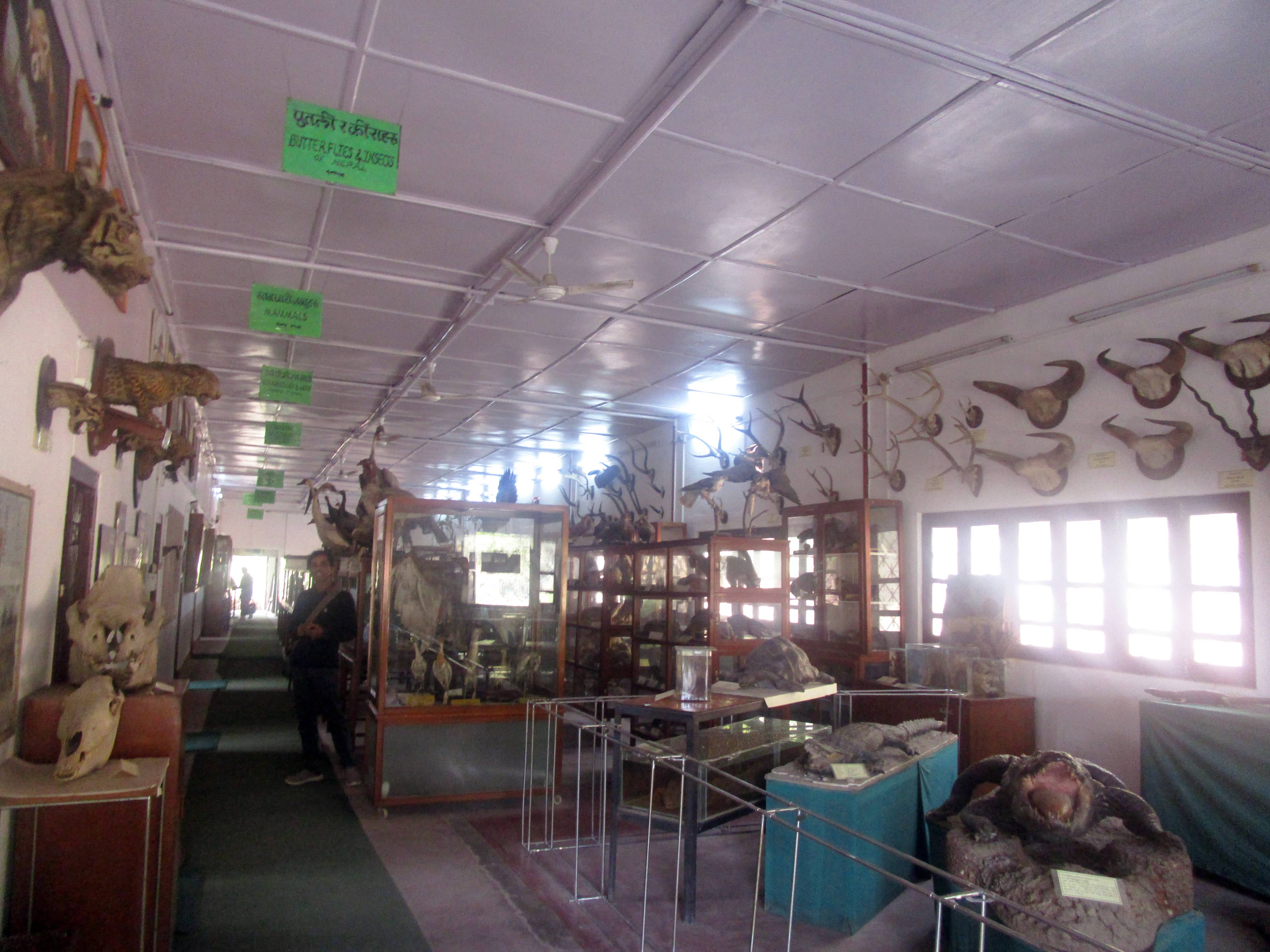 Natural History Exhibits